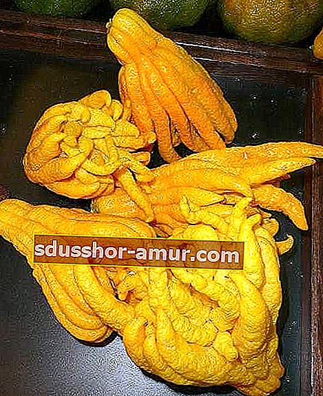 plod koji se naziva rukama Bude