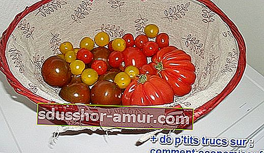 kako duže čuvati rajčice
