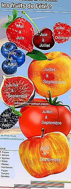Ljetni kalendar branja voća 