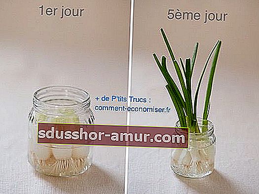 Cultivați ceapa de primăvară în apă în 5 zile