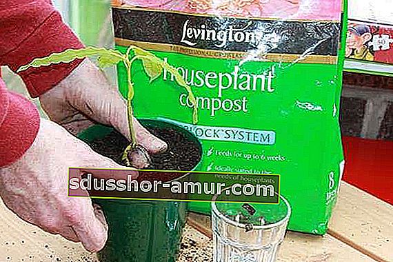 Използвайте богата на хумус почва за подпомагане на растежа на авокадото