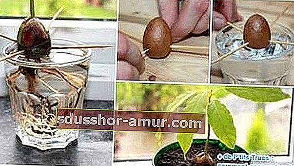 Как да отглеждаме авокадо от ямка