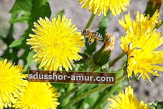 čebela pride do krme na regratovih cvetovih