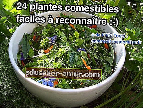 24 enostavno prepoznavnih rastlin