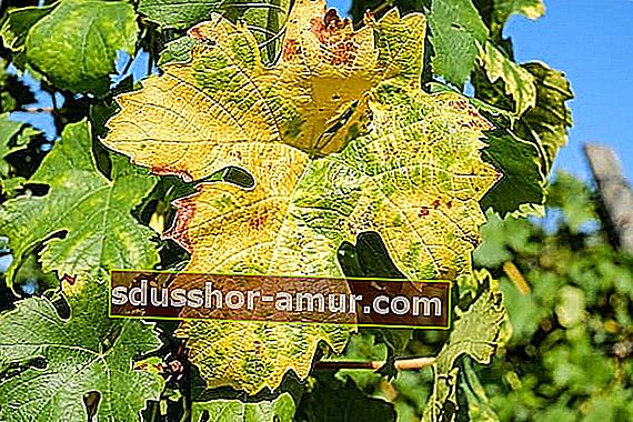 Listovi vinove loze za uklanjanje proširenih vena.
