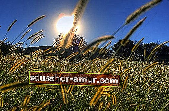 Красивый солнечный свет над полями пыльцы