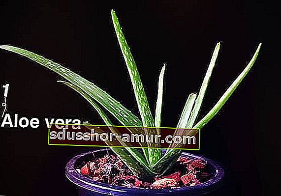  bir tencerede bir aloe vera bitkisi