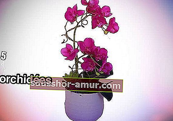 ružová orchidea v kvetináči
