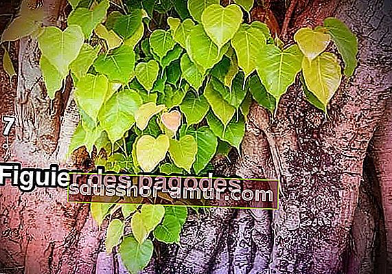 листя інжиру пагоди на стовбурі