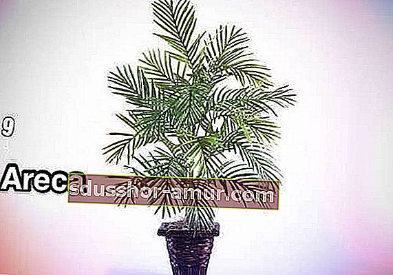 areková alebo areková palma v kvetináči