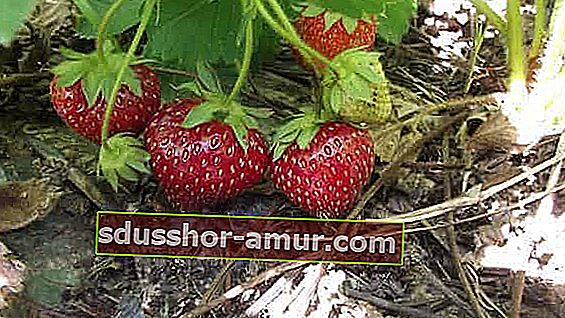 ягодите са плодовете, най-замърсени с пестициди