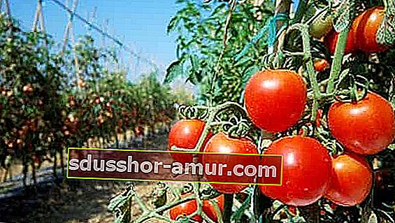 Испанските домати имат много пестициди