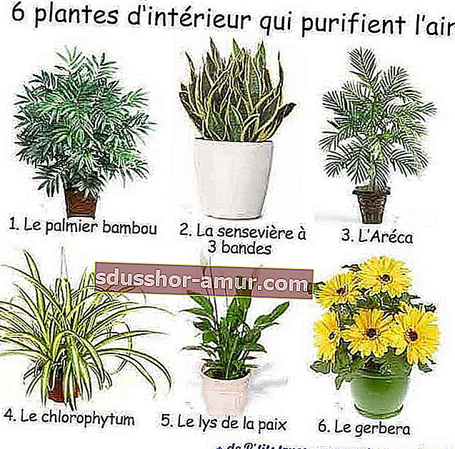 6 sobnih rastlin, ki čistijo zrak