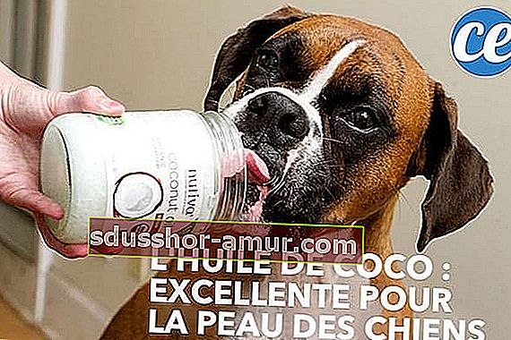 Kokosovo ulje dobro je za borbu protiv alergija kod pasa.
