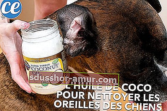 Kokosovo ulje za čišćenje psećih ušiju.