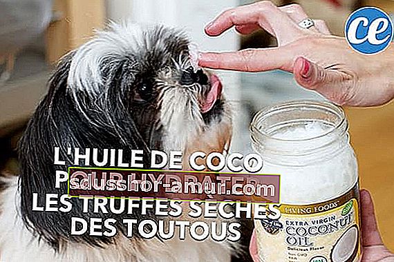 Ръка, която прилага кокосово масло, за да овлажни напукания нос на куче с сплескано лице.