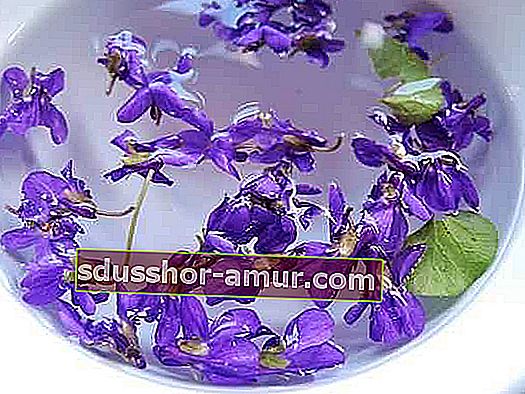 Виолетов билков чай ​​рецепта за успокояване на кашлица