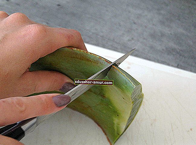 Вот как вырезать и использовать гель из листьев алоэ вера.