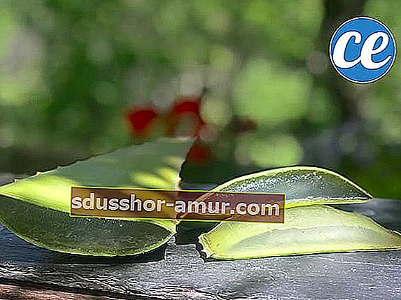 Jak łatwo ciąć i używać liści aloesu