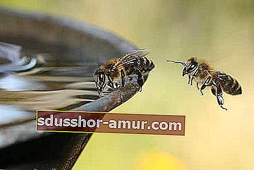 Пчелите пият вода 