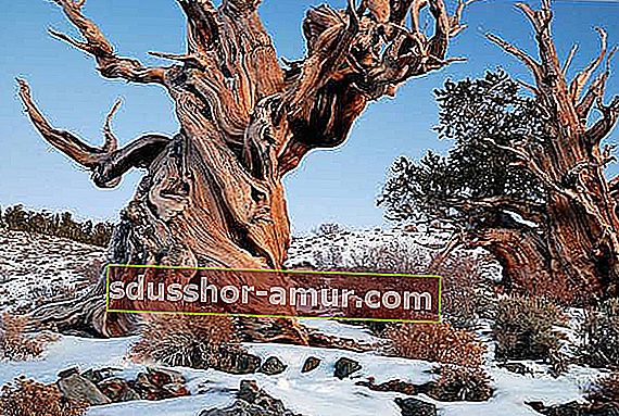 navodna fotografija Metuzalema najstarijeg drveta
